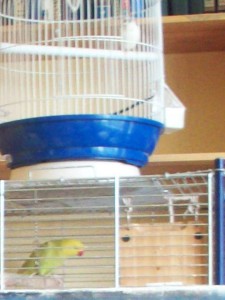 paluckas_malonioji
