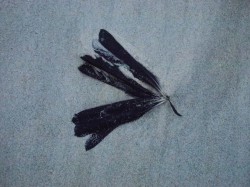 feathers
