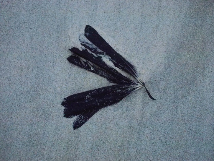 feathers